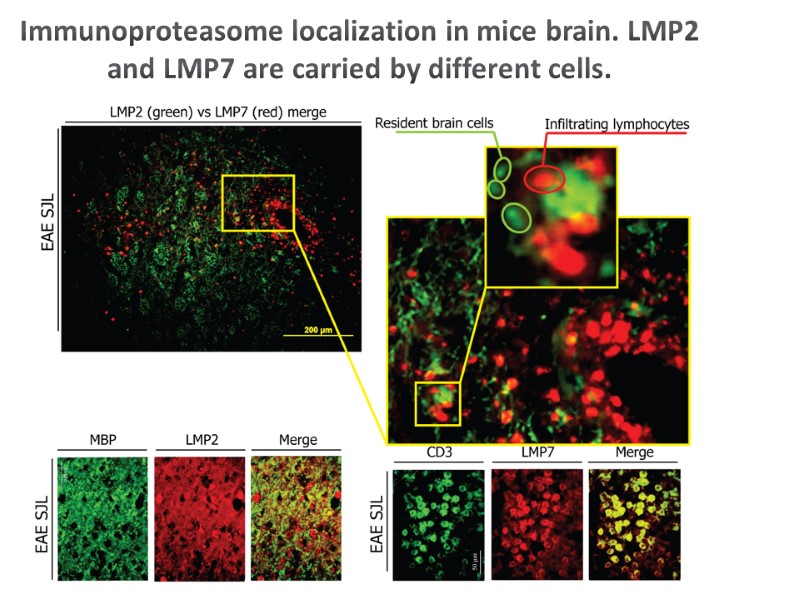 Immunoproteasome localization in mice brain. LMP2 and LMP7 are carried by different cells.